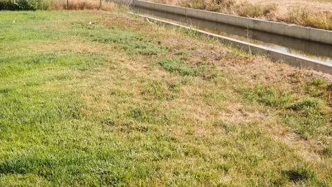 Out of color grass Stock-Footage 139773404