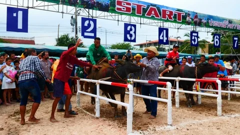 Out of Control Buffalo at Start 스톡 동영상 98238481