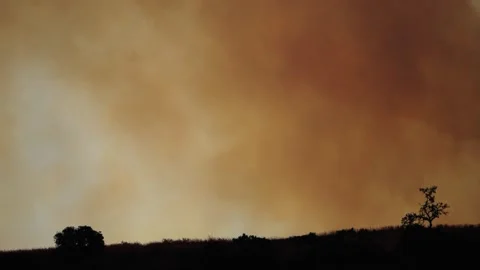 An out of control field forest burning bellowing smoke into the air and destroy Stock Footage 278805164
