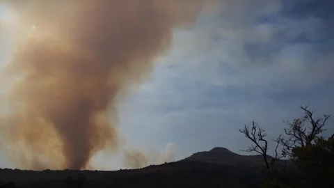 An out of control field forest burning bellowing smoke into the air and destroy Stock Footage 278805251