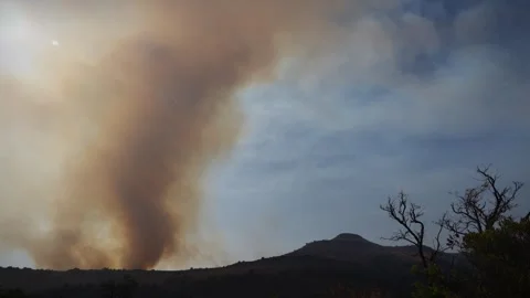 An out of control field forest burning bellowing smoke into the air and destroy Stock Footage 278805424