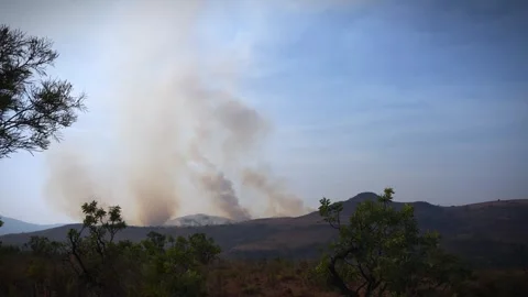 An out of control field forest burning bellowing smoke into the air and destroy Stock Footage 278805750