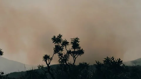 An out of control field forest burning bellowing smoke into the air and destroy Stock Footage 278817079