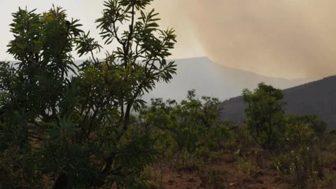 An out of control field forest burning bellowing smoke into the air and destroy Stock Footage 278817083