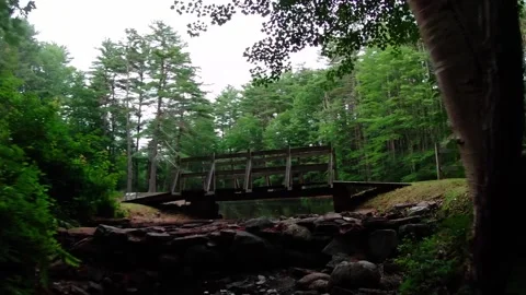 Out Of A Dark Forest Video stock 201041615