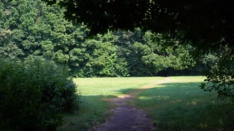 Out of the dark forest into a sun-drenched clearing. Stock Footage 201026686