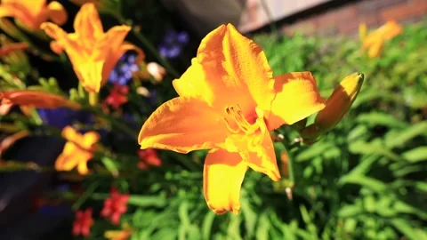 Out Door Garden Stock Footage 134587860