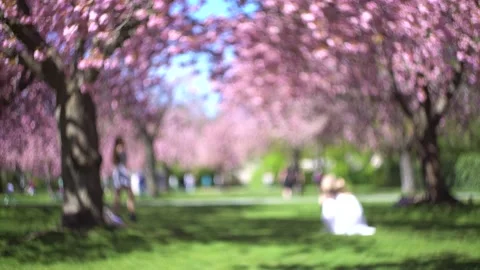 Out-of-focus background of blooming cherry trees in a park Stock Footage 154160447