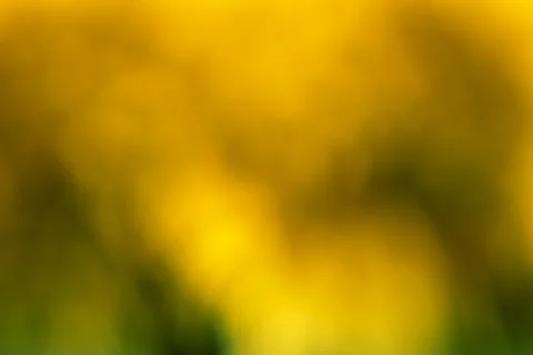 Out of focus background in different yellow tones Stock Photos