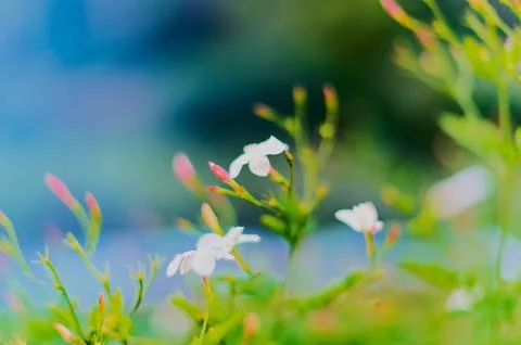 Out of focus background of jasmine with mostly blue and green tones. Stock Photos