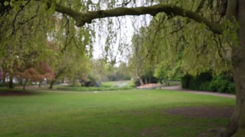 Out of focus background plate underneath tree at city park on an overcast day Fotos Stock