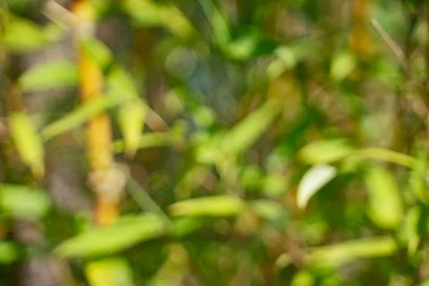 Out of focus bamboo background Stock Photos