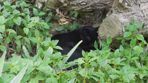 An out-of-focus black cat sleeping among a lot of vegetation Stock Footage 150305222