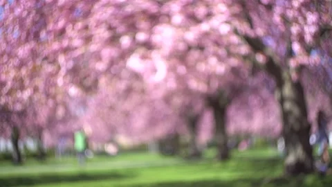 Out of focus blooming cherry trees in park Video stock 154160381