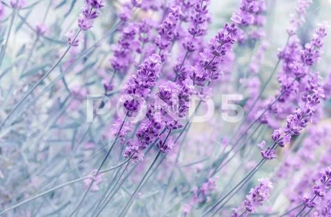 Out-of-focus blur summer blooming lavender background, toned, light and heart Stock Photos