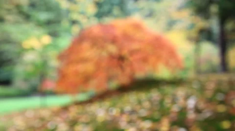 Out of Focus Blurred Background Red Laced Maple Tree with Leaves in Autumn 1080p Stock Footage 43264487