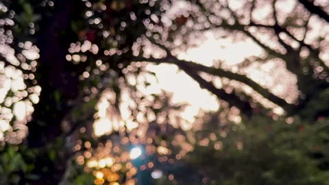 Out of focus blurred natural bokeh background with tree foliage and warm gl.. Stock-Footage 341915053