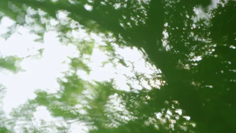 Out of focus, blurry shot of a forest. Stock Footage 221549611