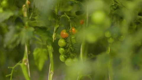 Out of focus, bright red small ripe cherry tomatoes on a branch appear, ripe Stock Footage 257304730