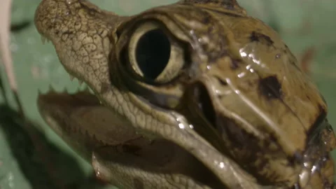 Out of focus caiman crawling away from camera Stock Footage 167334031