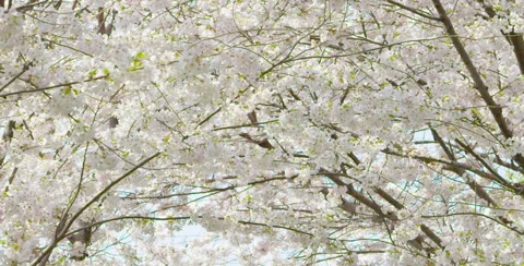 Out of focus Cherry Blossom branches Video stock 64011682