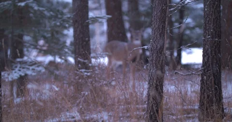 Out of Focus Deer in the Forest as it Lightly Snows Stock Footage 100691740