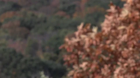 Out of Focus Fall Leaves Stock Footage 32900220