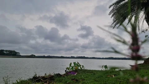 ​Out of focus flower swaying with sharp river and cloudy sky background Video stock 332503568