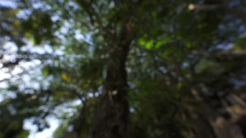 Out of focus forest scene Stock Footage 137962096