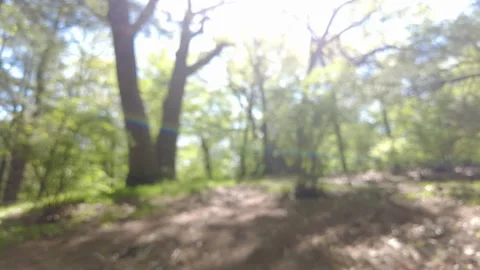 OUT OF FOCUS FOREST WALK Stock Footage 195126320