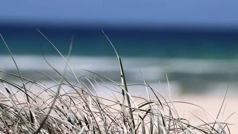 Out of focus grass on beach Stock Footage 279203029