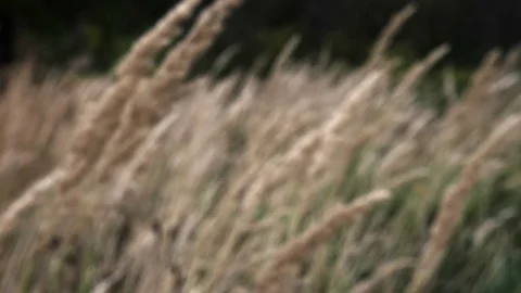 Out of focus, grass swaying in the wind in the field during the day 動画素材 81255771