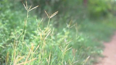 Out Of Focus Grass Swaying In The Wind 動画素材 132484044