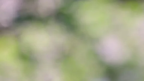 Out of focus green background bokeh blur. Stock Footage 76170370
