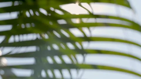 Out of focus green palm leaf swaying with sunlight Stock Footage 304400928