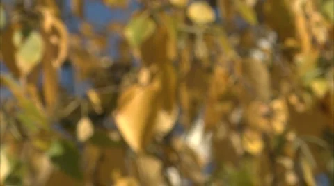 Out of focus leaves 動画素材 998064