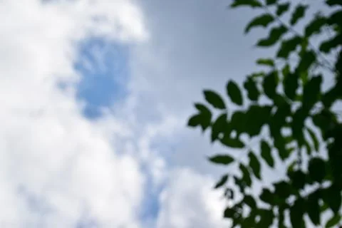 Out of focus leaves with sky background. low angle Stock Photos
