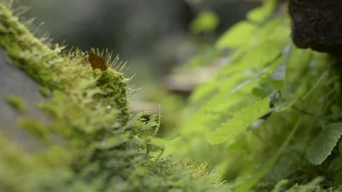 Out of focus moss texture in temple. Stock Footage 79744129