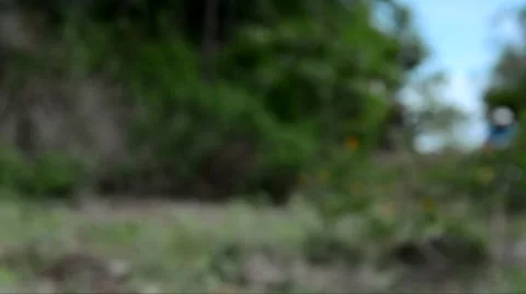 Out focus mountain biker ride off road track in the forest Video stock 53353012