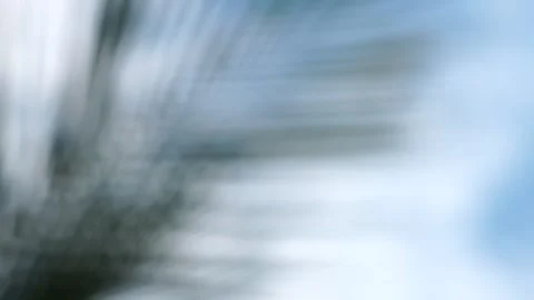 Out of Focus Palm Leaves Stock-Footage 327549930