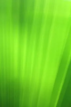 Out focus plam tree green leaf background Stock Photos