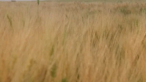 Out of focus rows of swaying green and brown wheat in wheatfields Stock Footage 310538014