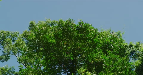 Out Of Focus Shot Of Trees in The Jungles Of Mondulkiri, Cambodia Stock Footage 151137726