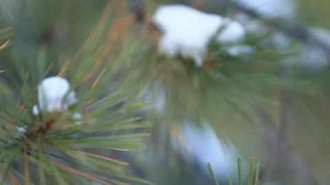 Out Of Focus Snow and Pine Tree Background Close Up Stock Footage 99602014