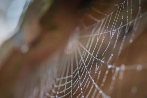 Out of focus spider web for background Fotos de archivo