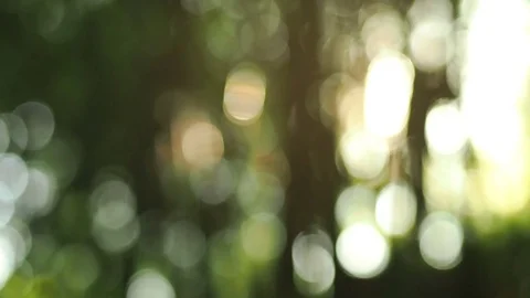 Out of focus sun shine thorugh the blowing on wind bamboo leaves 스톡 동영상 72542349