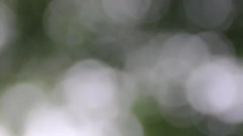 Out of focus swayed leaves by wind and bokeh sunlight Stock Footage 296572397