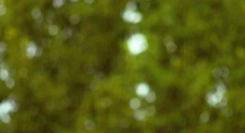 Out of Focus Tree Bokeh with Rain Coming Down in Foreground 4K UHD Stock Footage 40509239