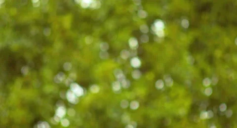 Out of Focus Tree Bokeh with Rain Coming Down in Foreground 4K UHD Video stock 40616206