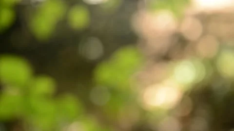 Out of focus tree leaves Stock Footage 29965143